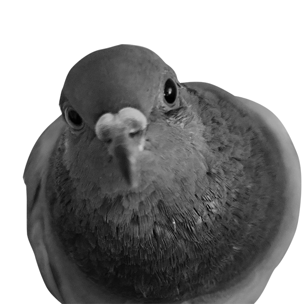 Palomita