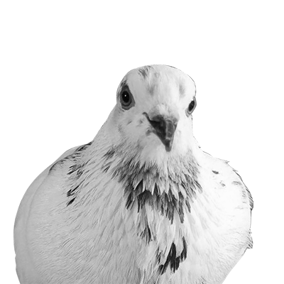 Palomita 2