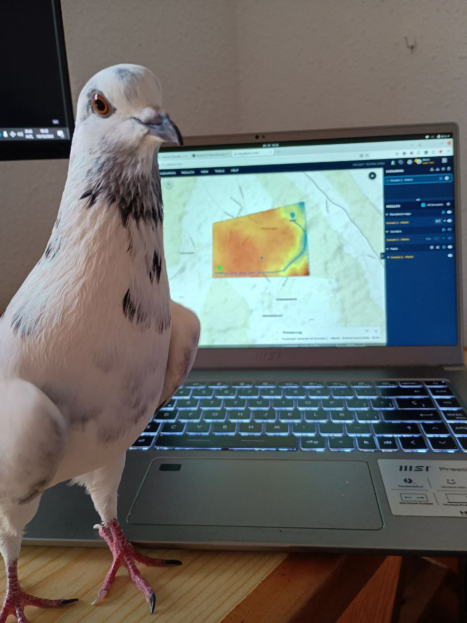 Pollo pigeon Gilytics