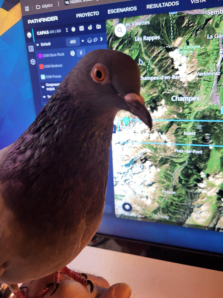 Xica Pigeon gilytics